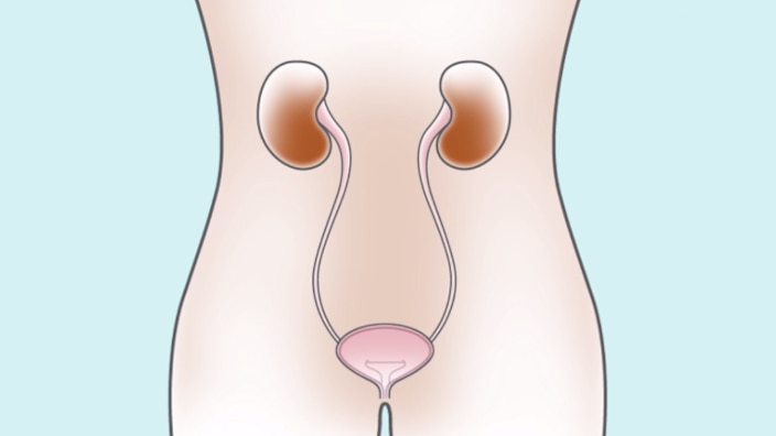 Understanding how the female bladder works