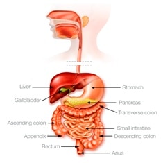 The digestive system