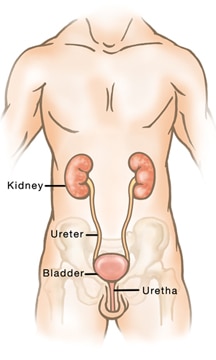 urinary - male body