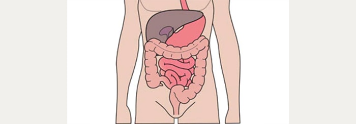 understanding your digestive and urinary system